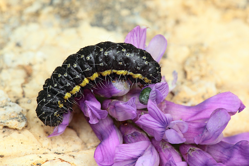 Bruco di Zygaena?